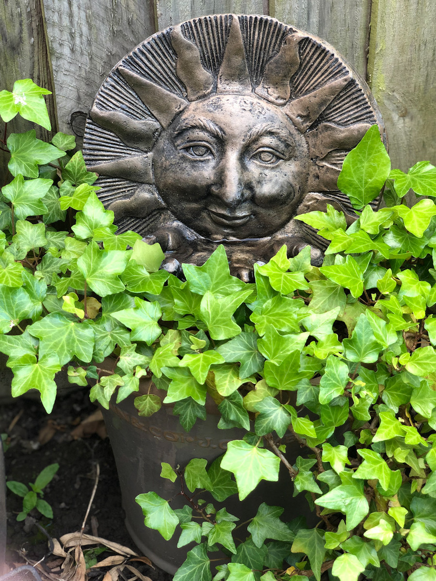 A garden ornament of tarnished iron, depicting the sun and a warm smiling face, small iron hands are cupped beneath the face where a pool of water sits for the birds.  The ornament sits in a flower pot of ivy which is swathed abundantly around the pot.