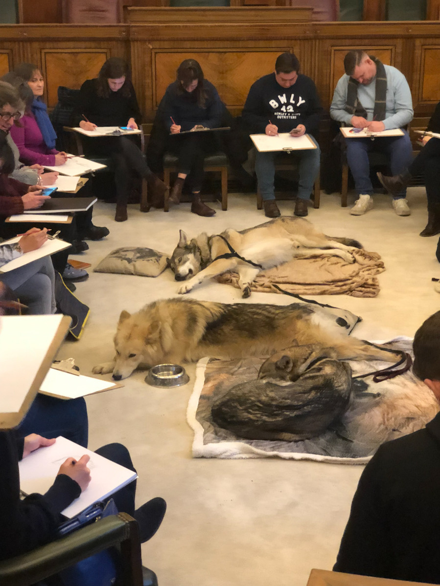 three wolf dogs are sleeping in a room surrounded by a square of artists head-down, sketching away