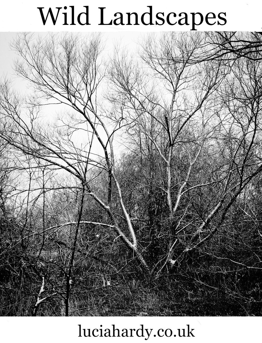 Black and white branches of a tree against a white sky
