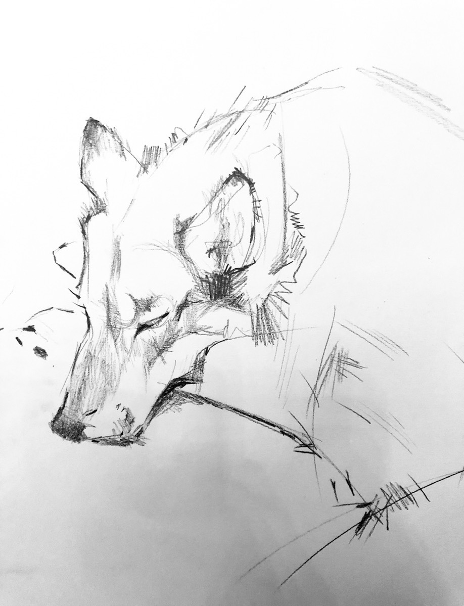 pencil drawing of a wolf-dog snoozing, his head laid over his paws.