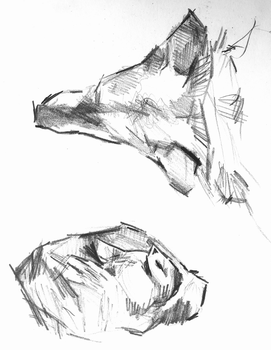 pencil drawing of a wolfs head from above and a wolf curled up in a ball
