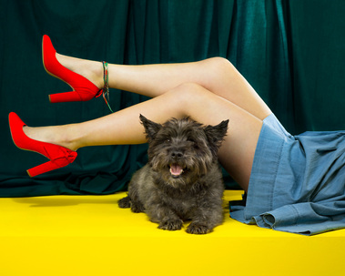 This image contains red heels, a blue dress,  a Cairn Terrier, emerald green and yellow background. This image was inspired by the Wizard of Oz. 