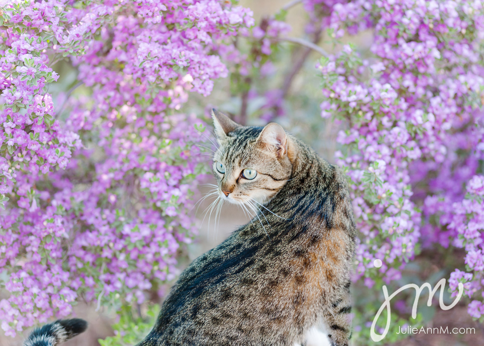 Artistic Portrait of cat in violet blossoms.