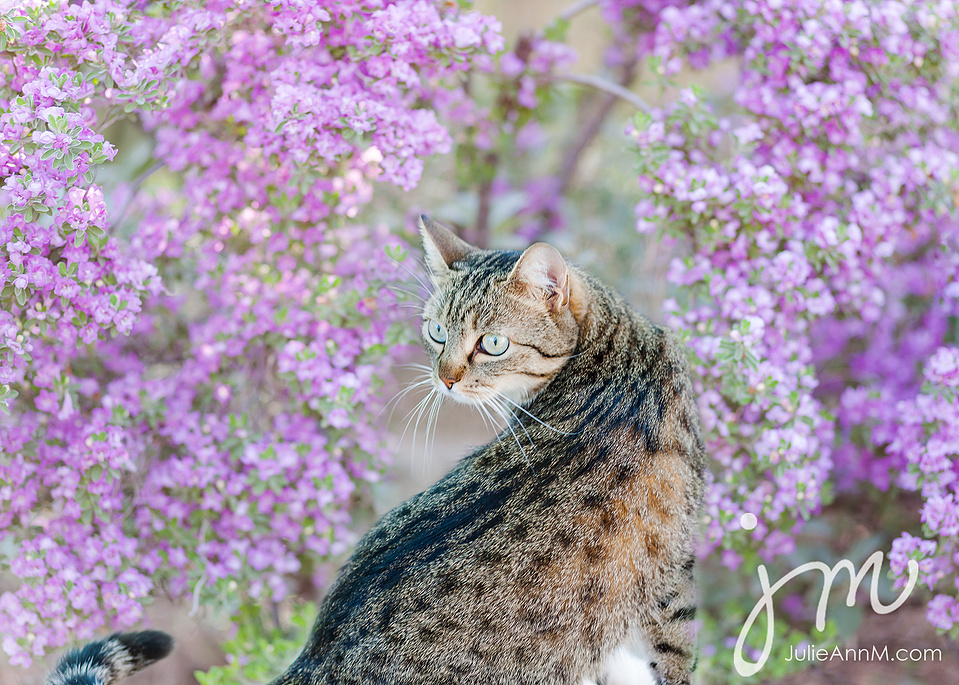 Artistic Portrait of cat in violet blossoms.