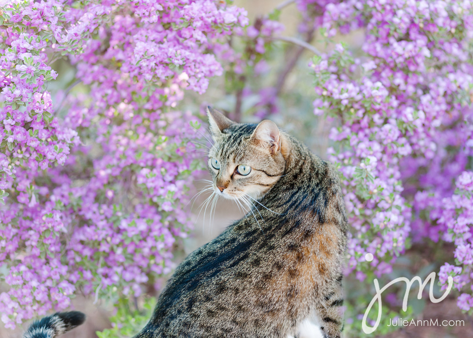 Artistic Portrait of cat in violet blossoms.