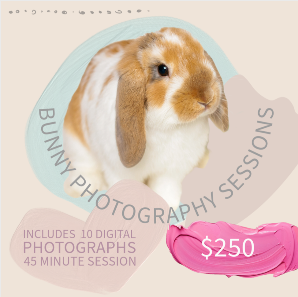 Bunny Photo