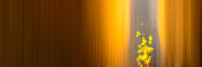 A composite piece starting with an in-camera-movement (ICM) capture of sunset reflections in a post-storm Burnaby Heights rain puddle. While bending both light and reality my abstract works offer surprising perspectives on the ordinary.