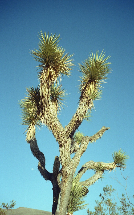 Not an ocotillo