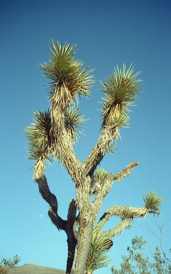 Not an ocotillo