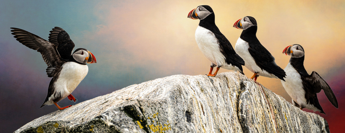 From the Cherished Puffins of Machias Island Series, 