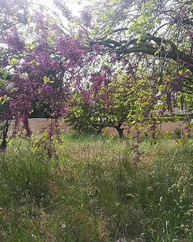 Lisbon gardens floral retreat