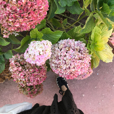 Lisbon gardens floral retreat