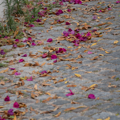 Lisbon gardens floral retreat