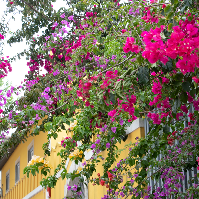 Lisbon gardens floral retreat