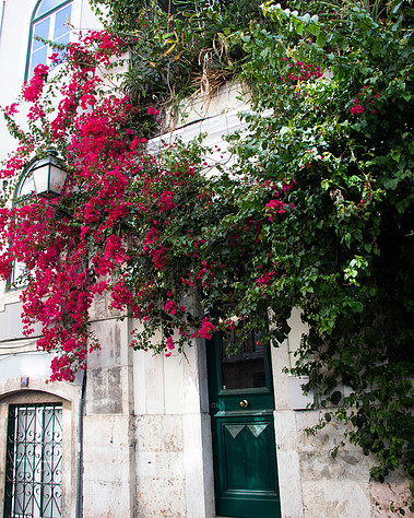 Lisbon gardens floral retreat