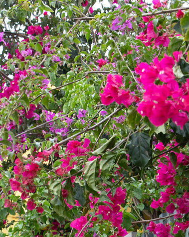 lisbon gardens floral retreat