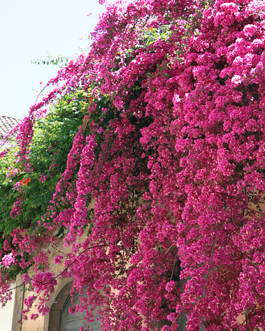 lisbon gardens floral retreat