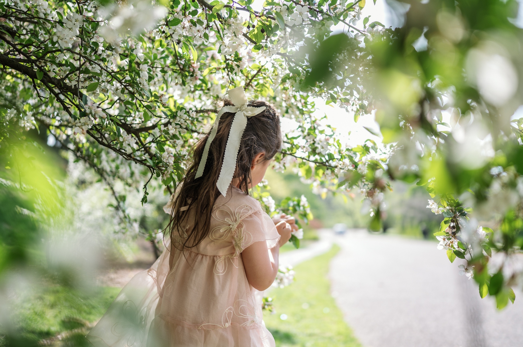 The back of young girl with a white bow in her hair plays under trees in Boston's Arnold Arboretum in spring.  Photo by West Roxbury family photographer Korri Leigh Photography