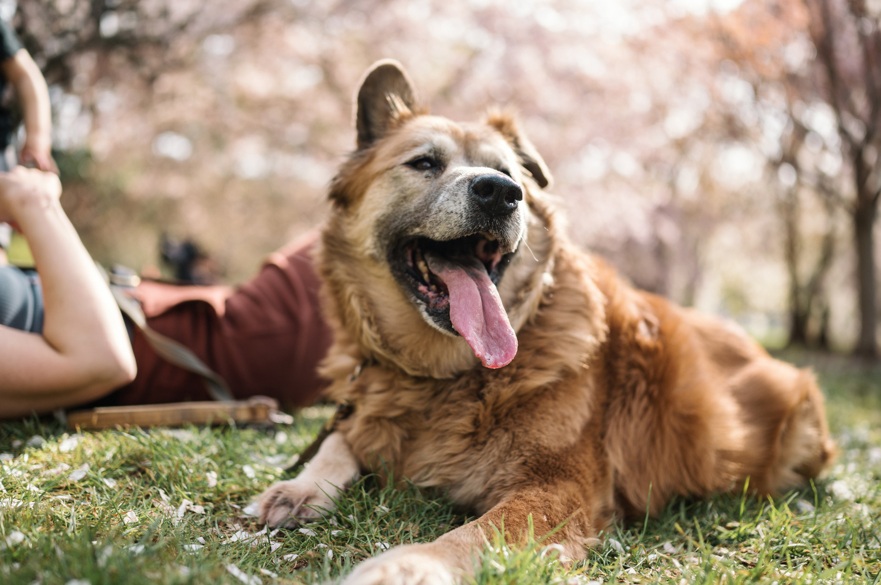 A dog in spring in the Arnold Arboretum of Harvard University in Jamaica Plain