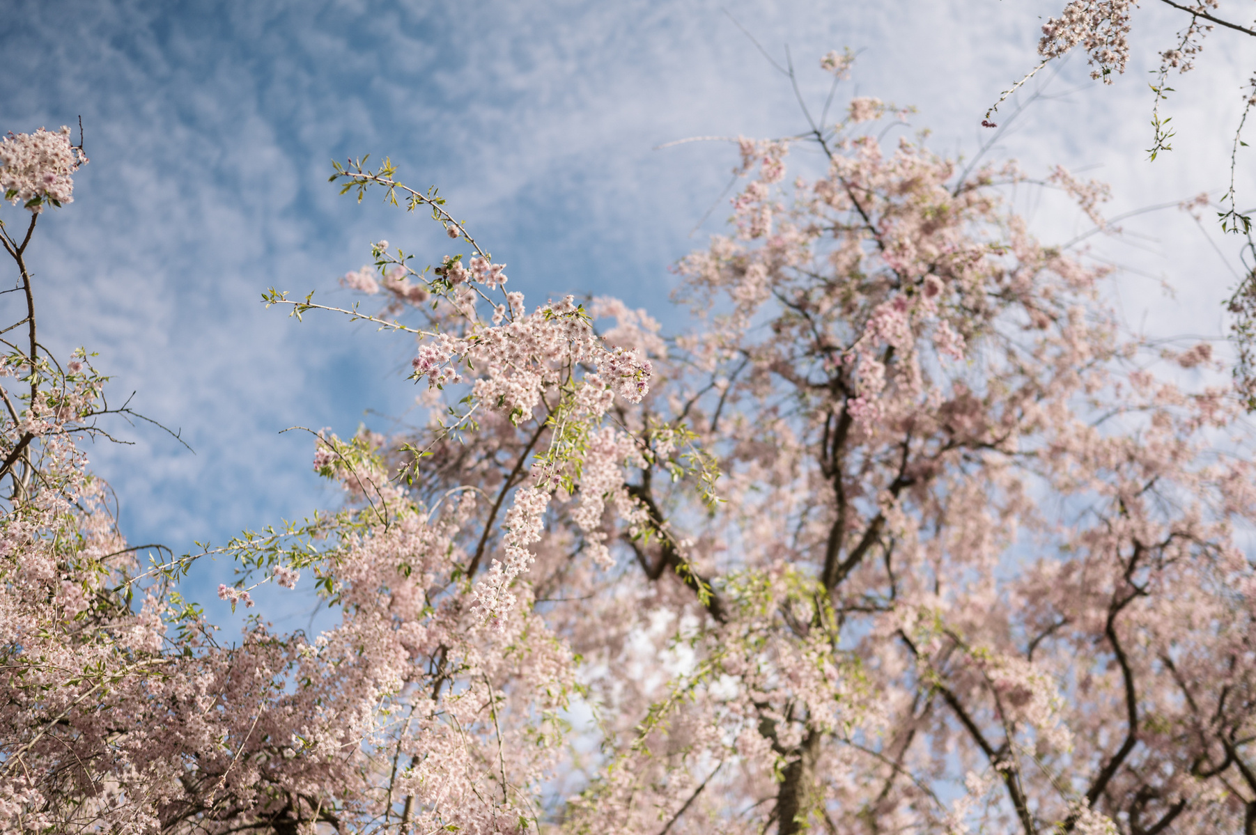 A blooming cherry blossom tree in Boston's Arnold Arboretum park in spring