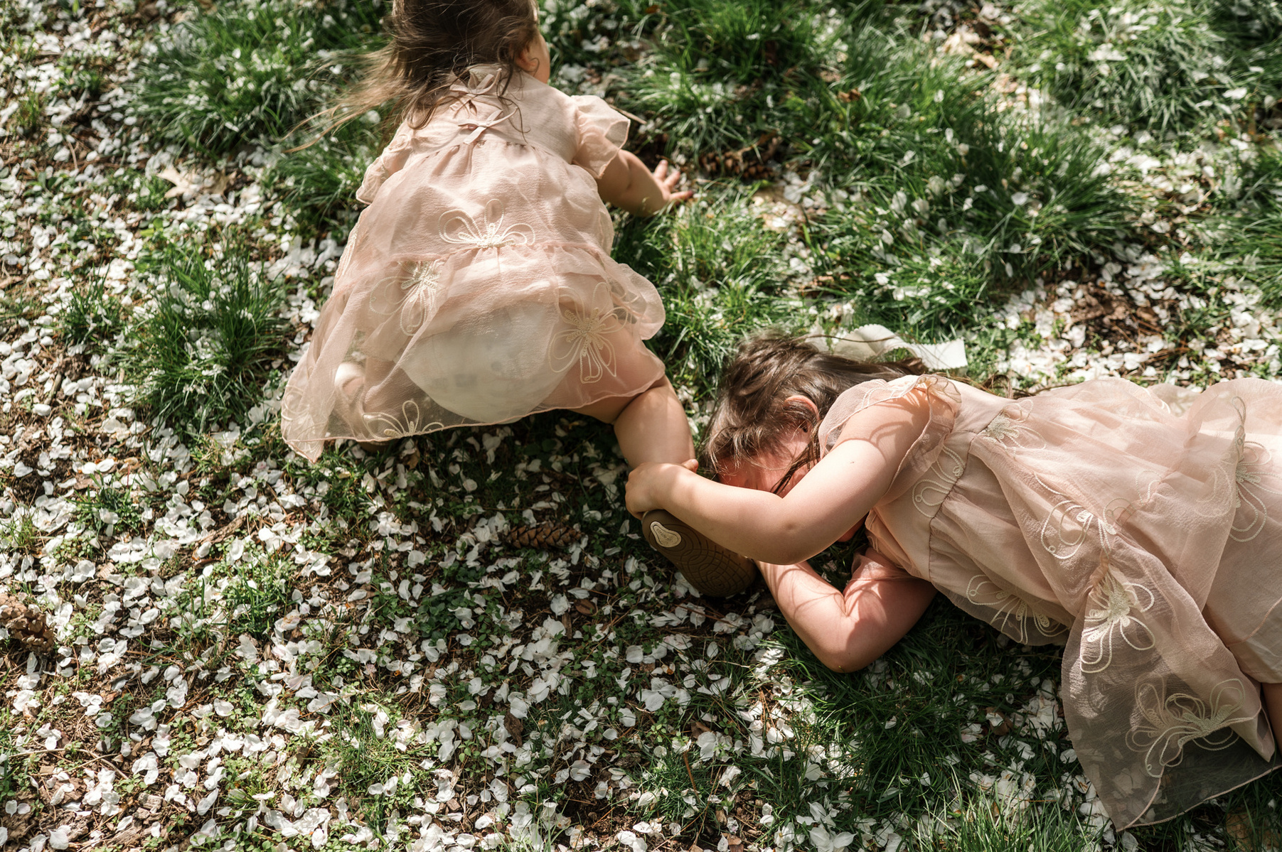 Two young sisters in pink dresses play on the grass during their family photo session in Boston's Arnold Arboretum in spring.  Photo by West Roxbury family photographer Korri Leigh Photography