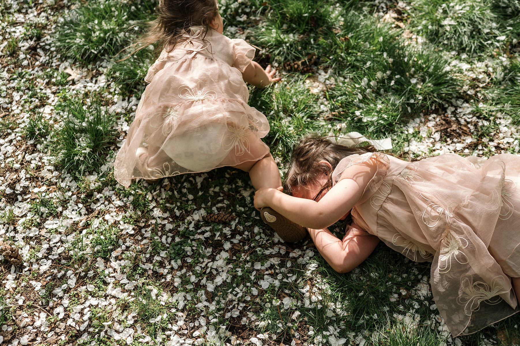 Two young sisters in pink dresses play on the grass during their family photo session in Boston's Arnold Arboretum in spring.  Photo by West Roxbury family photographer Korri Leigh Photography
