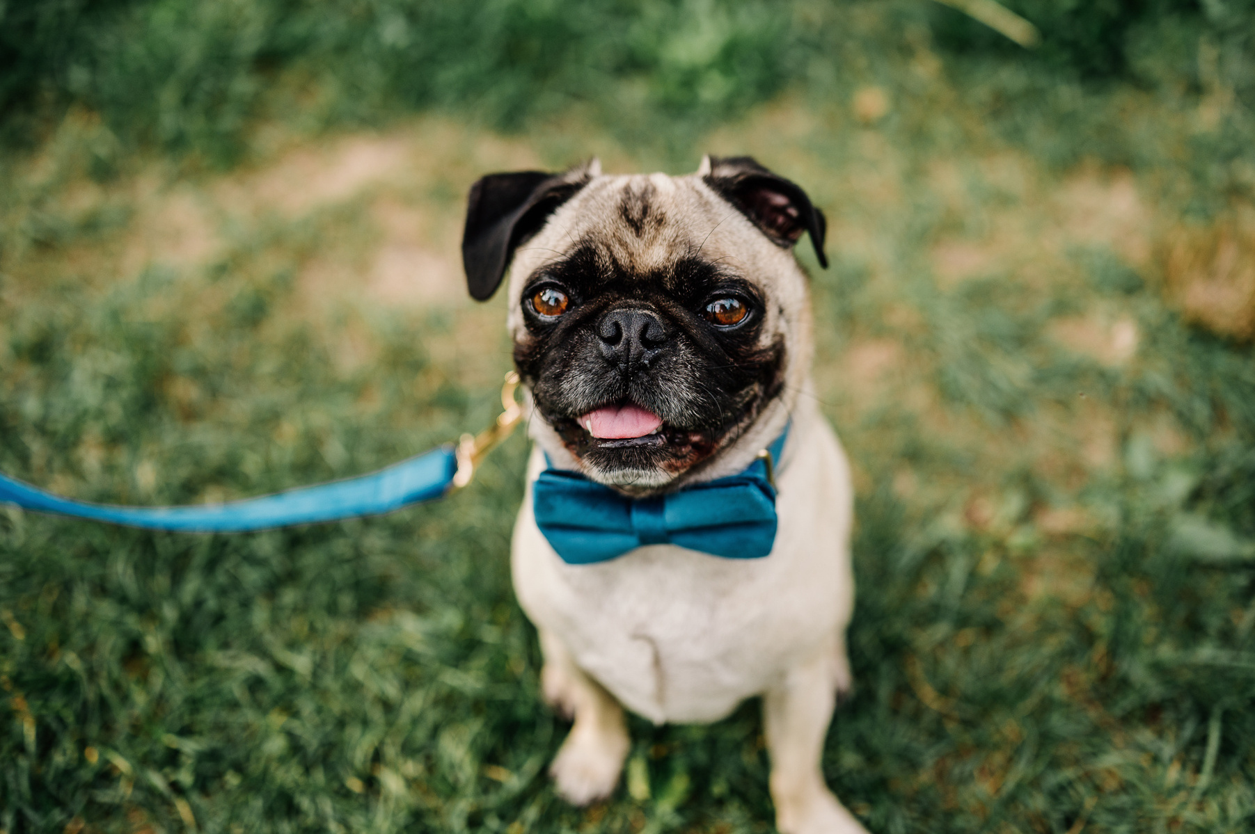 a pug wearing a blue bowtie