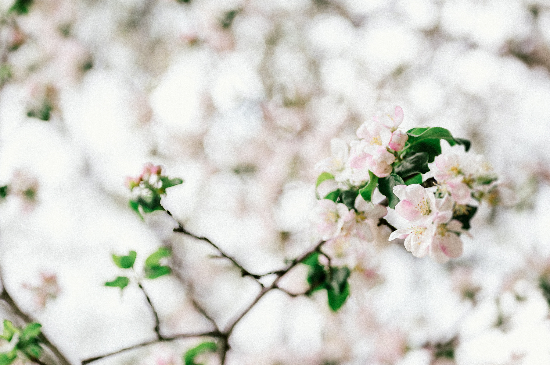 a branch of a tree with white and pink flowers in boston's arnold arboretum park