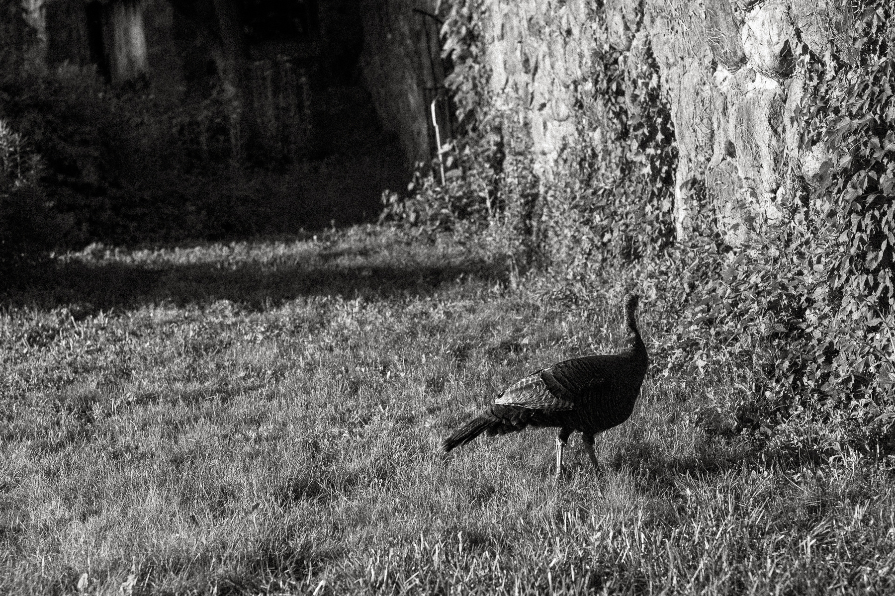 A turkey on the grounds of the Crane Estate