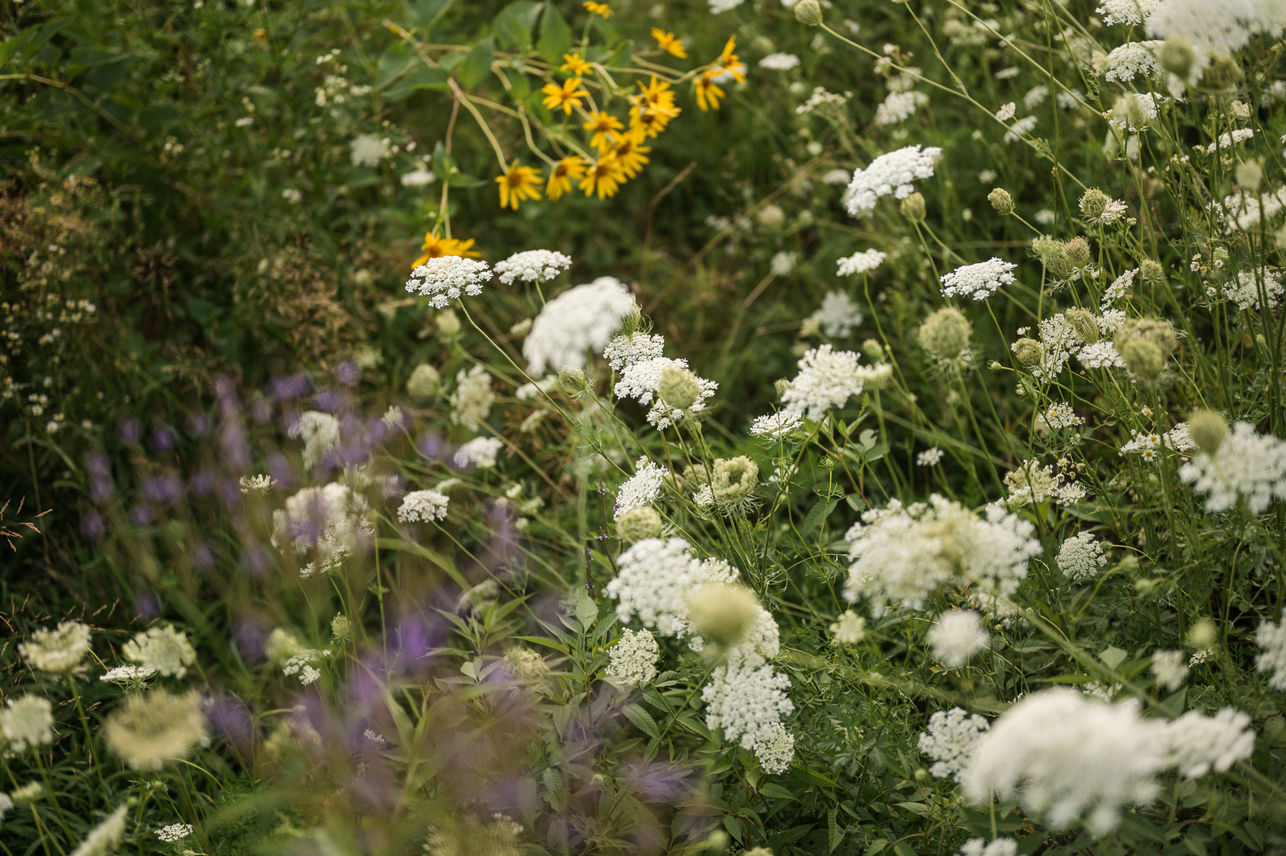 A field of flowers in  Fisher Hill Reservoir Park in Brookline MA
