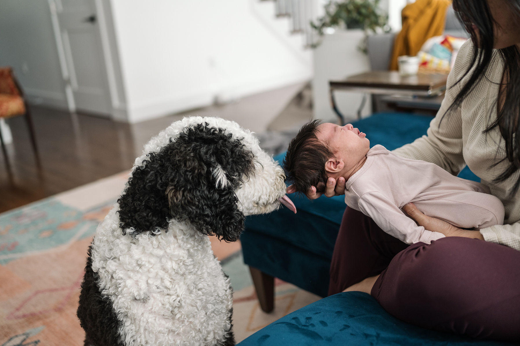 A dog licks a baby during an arlington ma newborn photography session