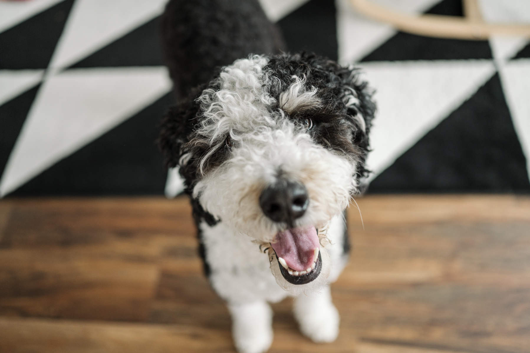 A bernedoodle dog smiles at the camera during an arlington ma newborn photography session