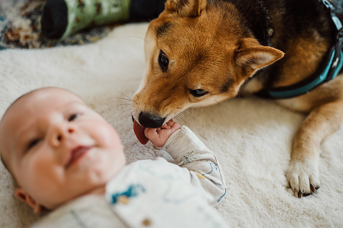 A shiba inu licks the hand of a baby while both lay on a white blanket on the floor