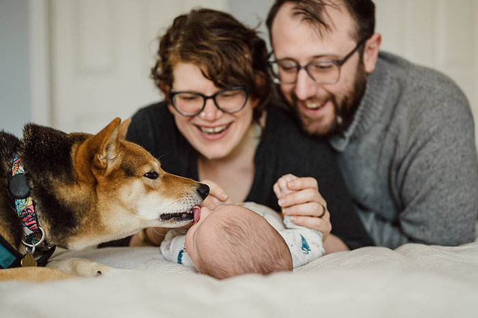 A mother and father lean over their baby on a bed while a small tan dog licks that baby's face from the left