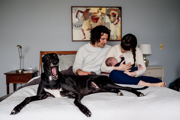 A greyhound lets out a large yawn while laying on a bed, with a mother, father and newborn in the background