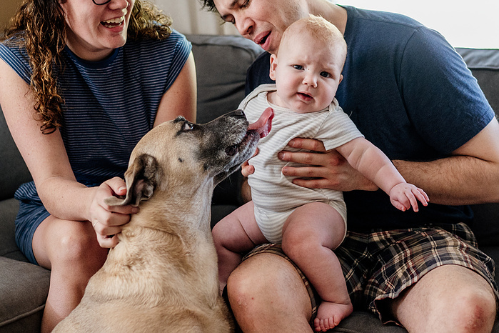 A large tan dog attempts to lick the face of baby who pulls away while sitting on his parents lap