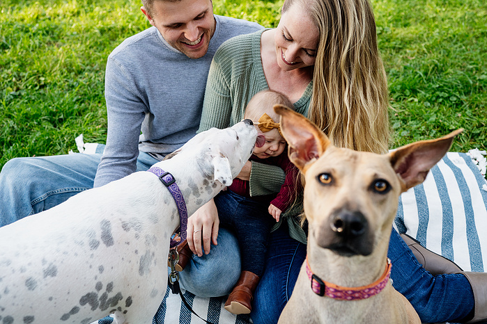 A white and black dog licks a baby sitting on a blanket with her parents while another tan dog enters the frame from the right