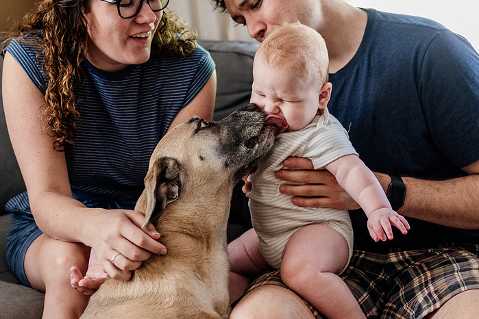 A large tan dog licks the face of baby sitting on his parents lap