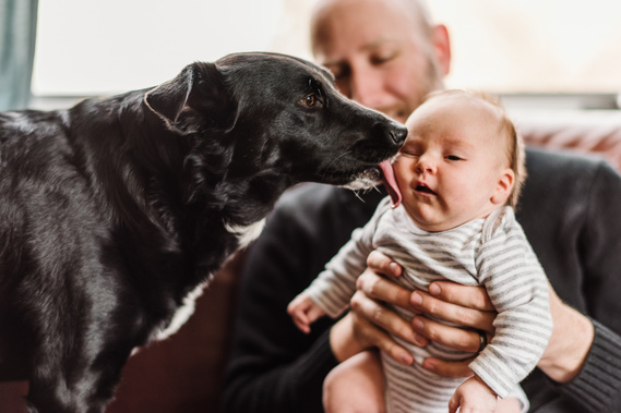 A medium black dog licks the face of a baby girl held by her father in the background