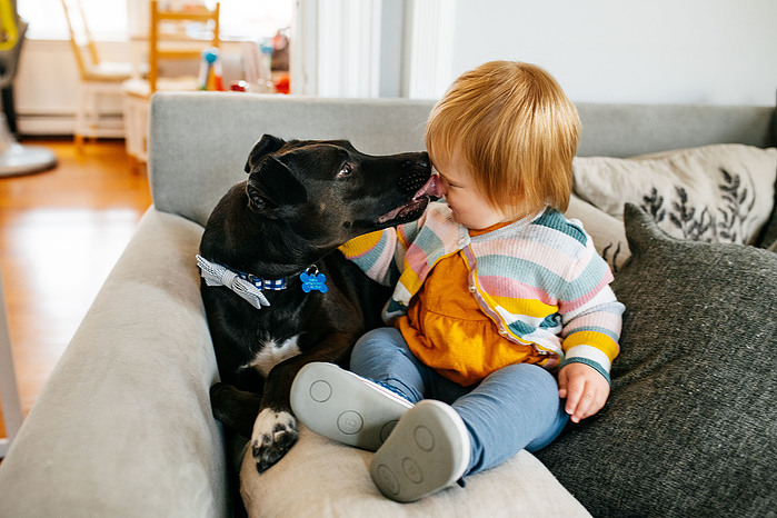 A medium black dog licks the face of a blonde toddler girl sitting beside it on a couch