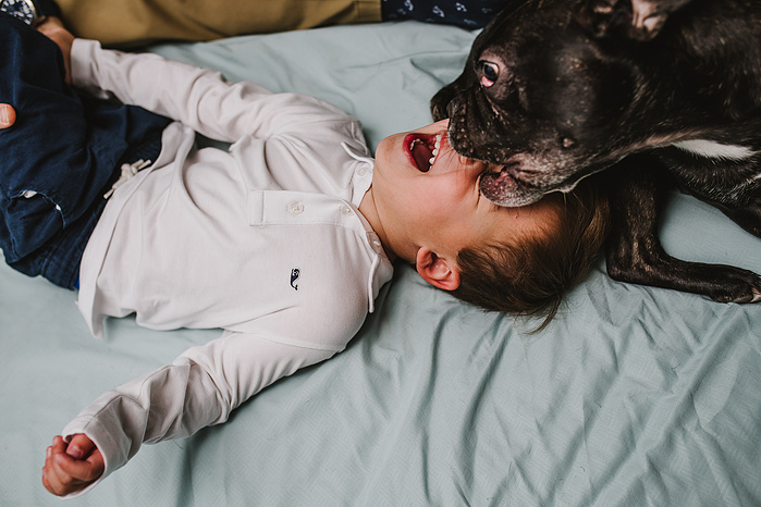 A french bulldog playfully bites the nose of a young boy laying on a bed who squeals in delight