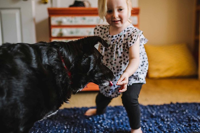 A medium black dog licks a small blonde child's hand while the child laughs