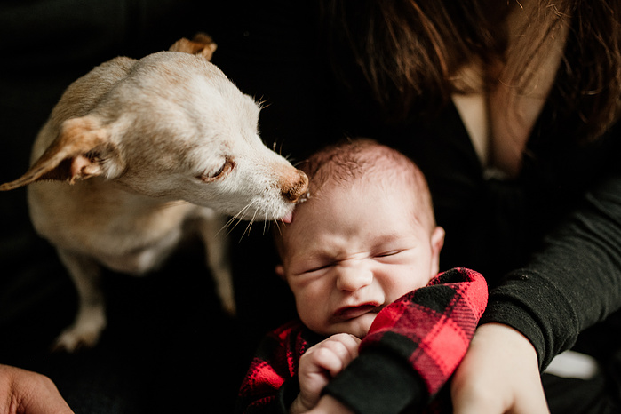 A small chiweenie licks the forehead of a newborn who scowls in the response