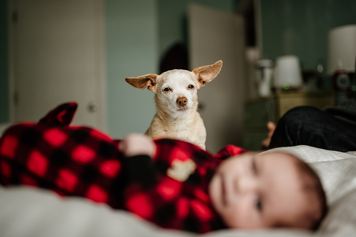 A chiweenie dog looks at the camera while a newborn boy in red plaid pajamas is blurred in the foreground