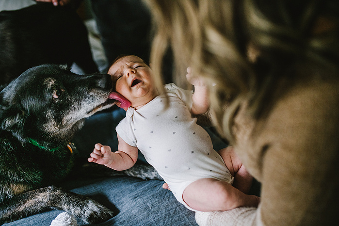 A medium size black dog licks the cheek of a baby held by his mother