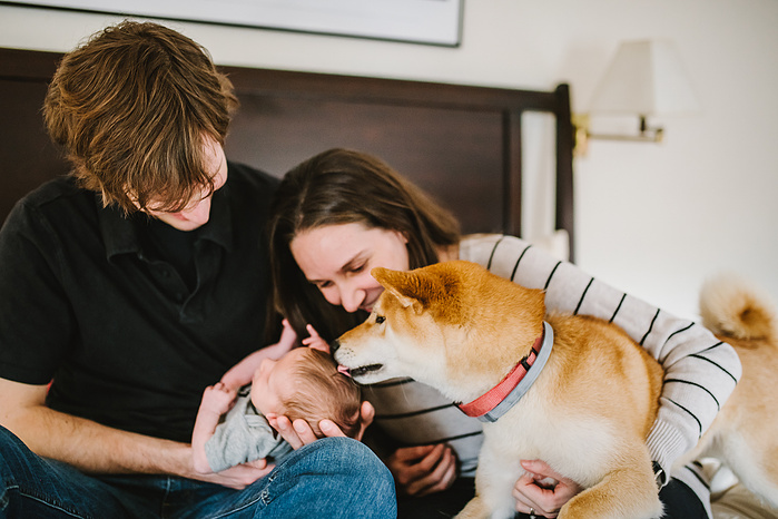 A tan shiba inu licks a baby's head while the parents look on and smile