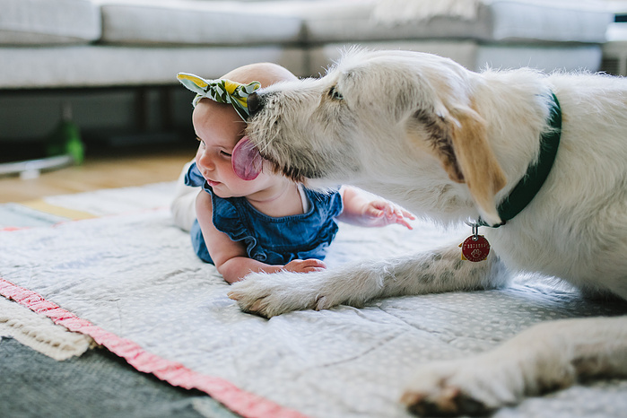 A white dog lays on the floor and licks the face of a baby girl on her stomach on a blanket