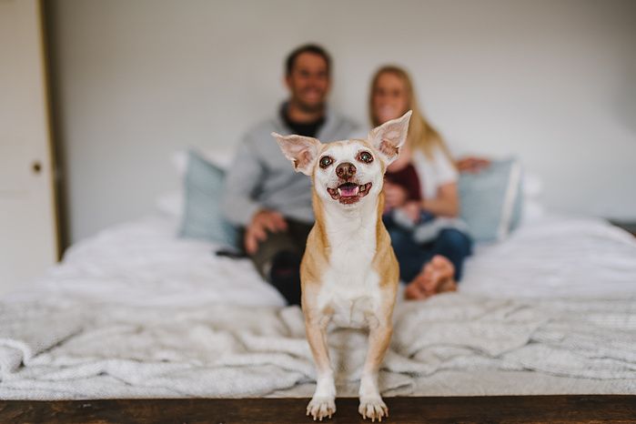 A chihuahua stands at the end of a bed and smiles at the camera while a mother, father, and newborn are out of focus in the background