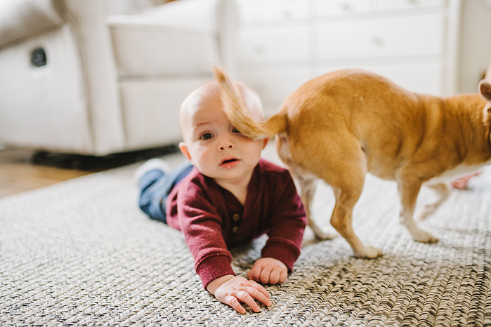 A chihuahua bonks a baby in the face with its tail as it walks by him on his tummy on the floor