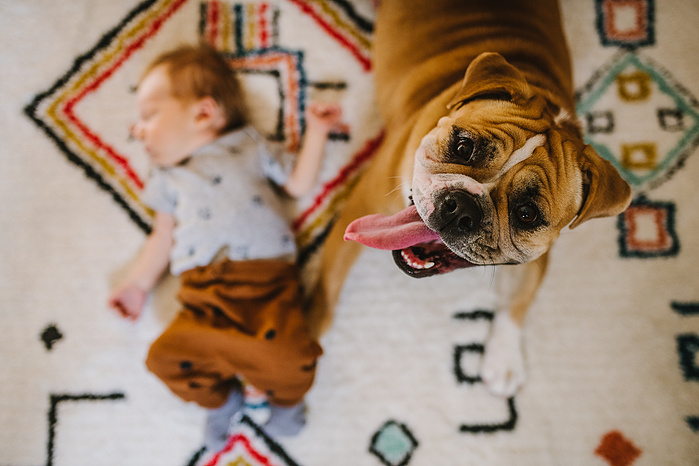 A tan english bulldog looks at the camera with it's long tongue hanging out while sitting beside a newborn laying on a bright patterned rug